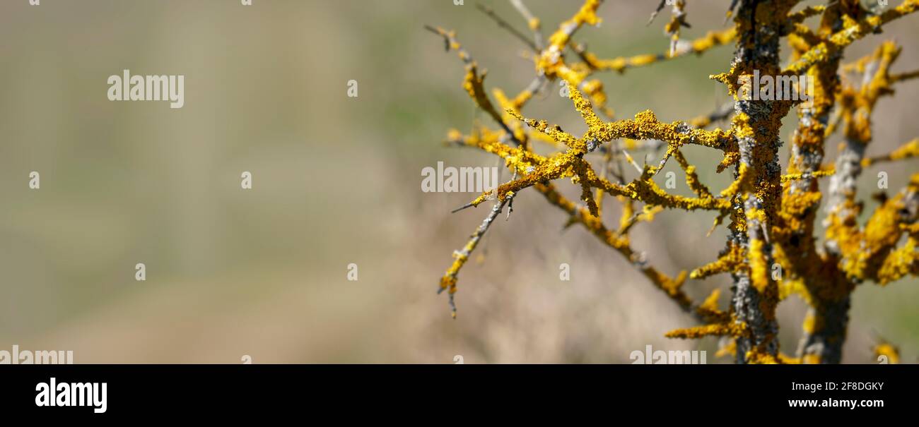 Rami di albero malato con fungo parassita giallo chiamato Maritime sunburst lichen o Xanthoria parietina. Immagine dettagliata del lichen giallo della riva sull'albero Foto Stock