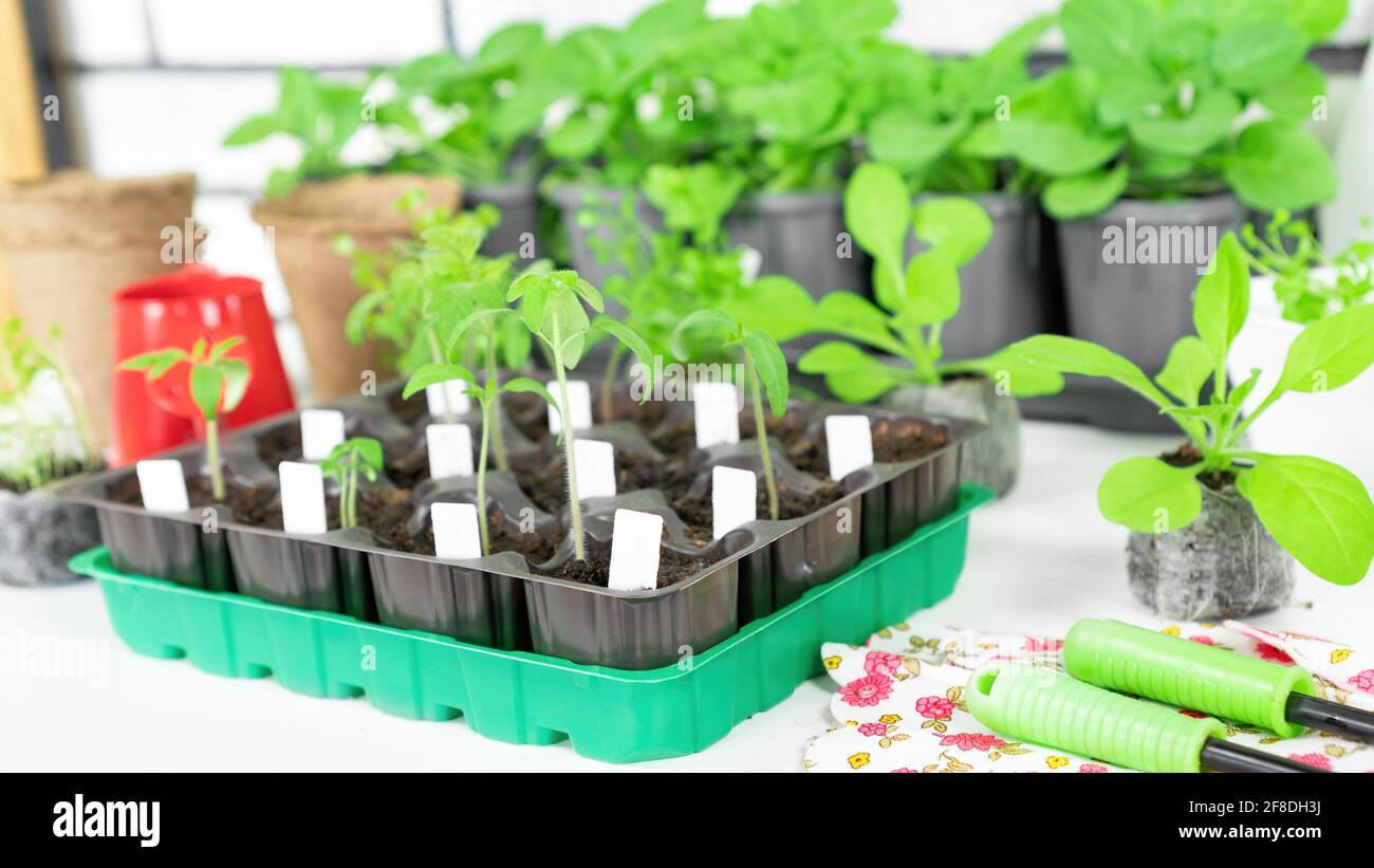 Etichette bianche per marcare specie vegetali quando si coltivano piantine in cassette di plastica all'interno. Piantine di pomodori in cassette da vicino. Foto Stock