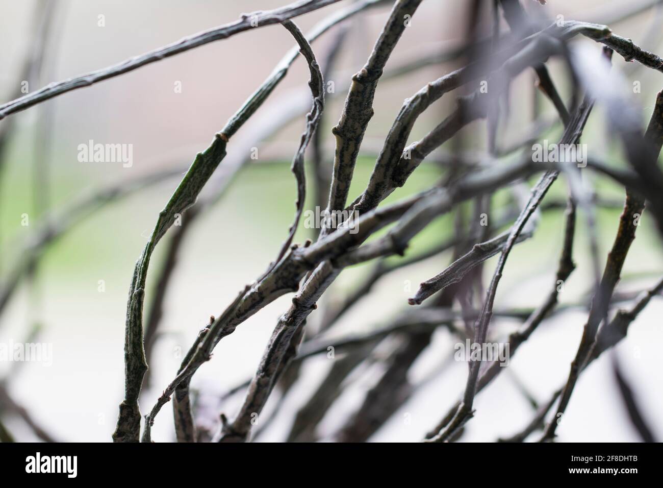 Malato malato malato pianta malato maledetta maledetta maledetta maledetta pianta foglie da vicino. Il cactus unico lascia la vista macro. Foto Stock