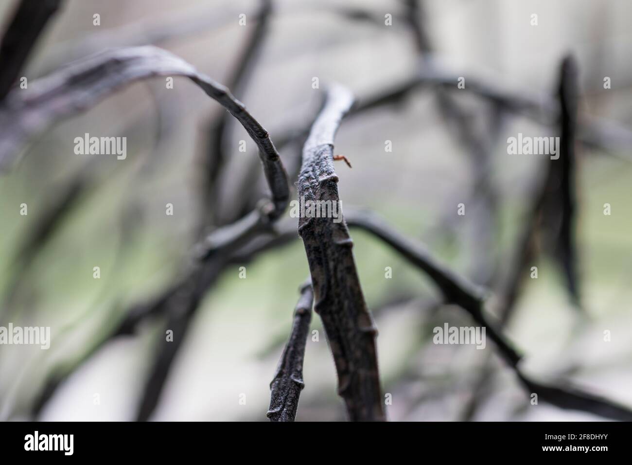 Zombie pianta vicino su foglie di pianta insolita. Asciugate le foglie di Euphorbia platyclada succulente. Foto Stock