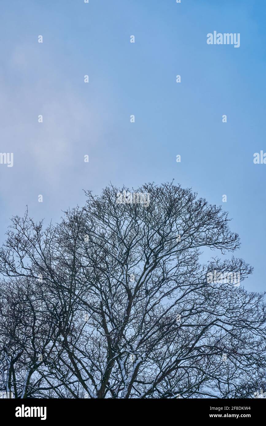 albero senza foglie, albero in inverno Foto Stock