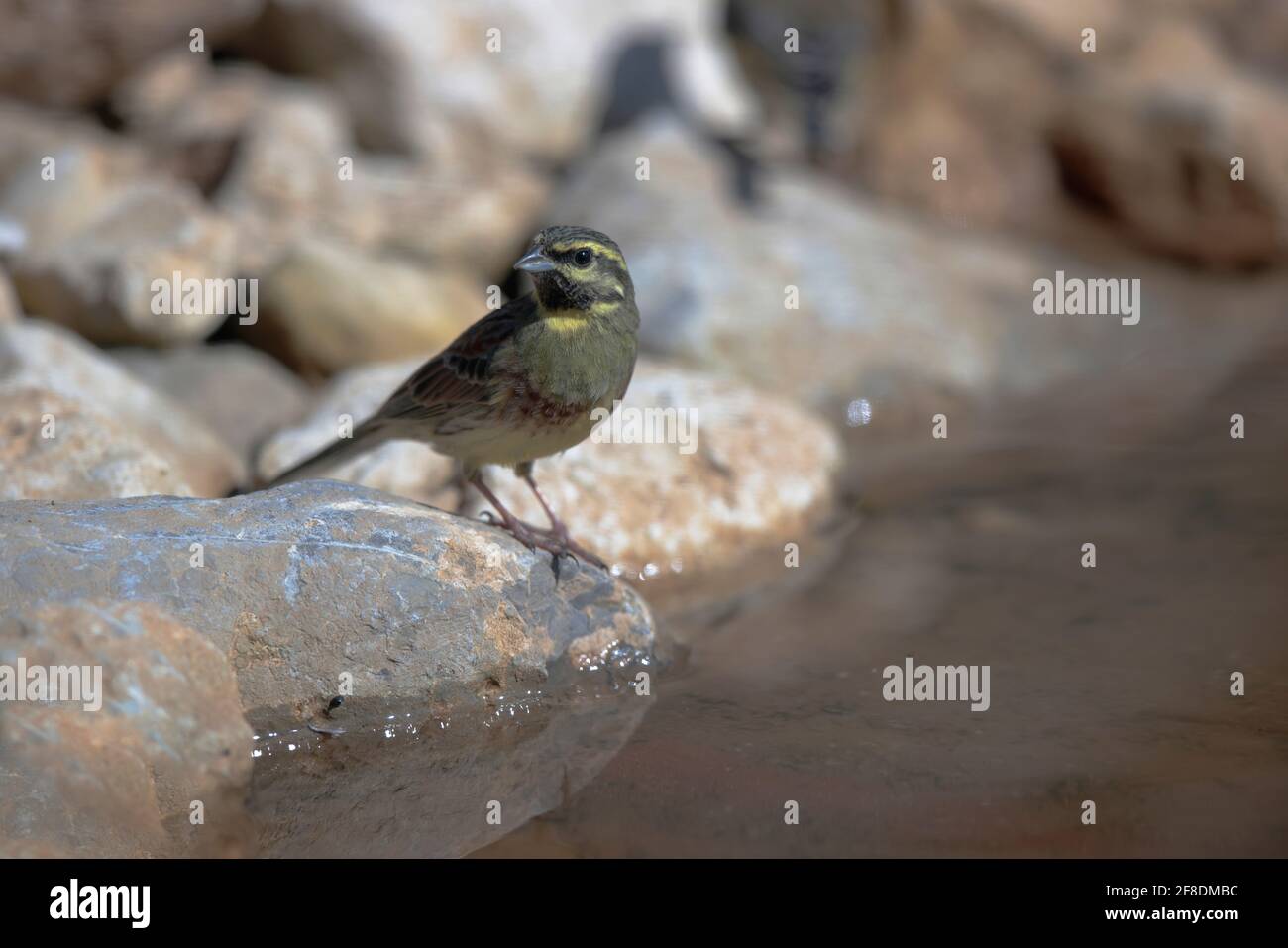 Circo Bunting Emberiza cirlus su ramo o a terra Foto Stock