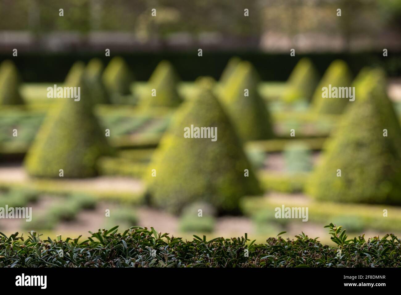 Formale Cherry Garden a Ham House, Richmond upon Thames, Londra UK, con siepi di scatola e lavanda piantati in una griglia. Sì siepe in primo piano. Foto Stock