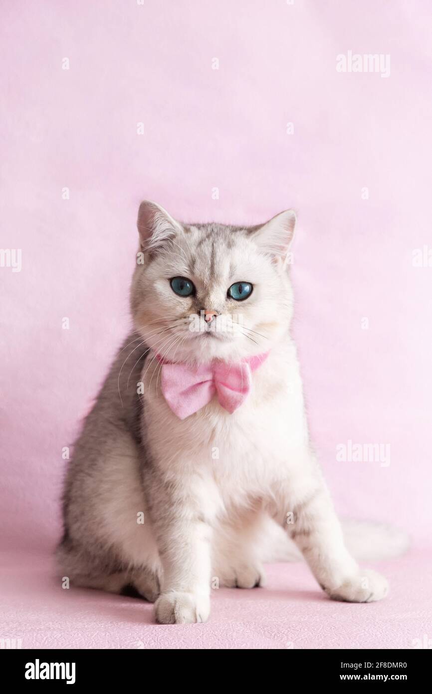 Un gatto britannico bianco con cravatta di prua rosa Foto Stock
