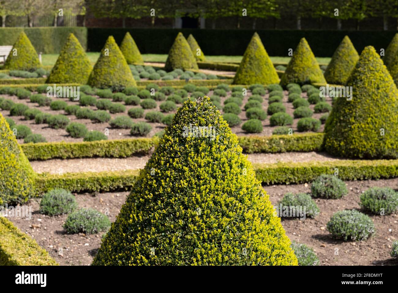 Il giardino formale Cherry a Ham House, Richmond upon Thames, Londra UK, con siepi di scatola e lavanda piantati in una griglia. Foto Stock