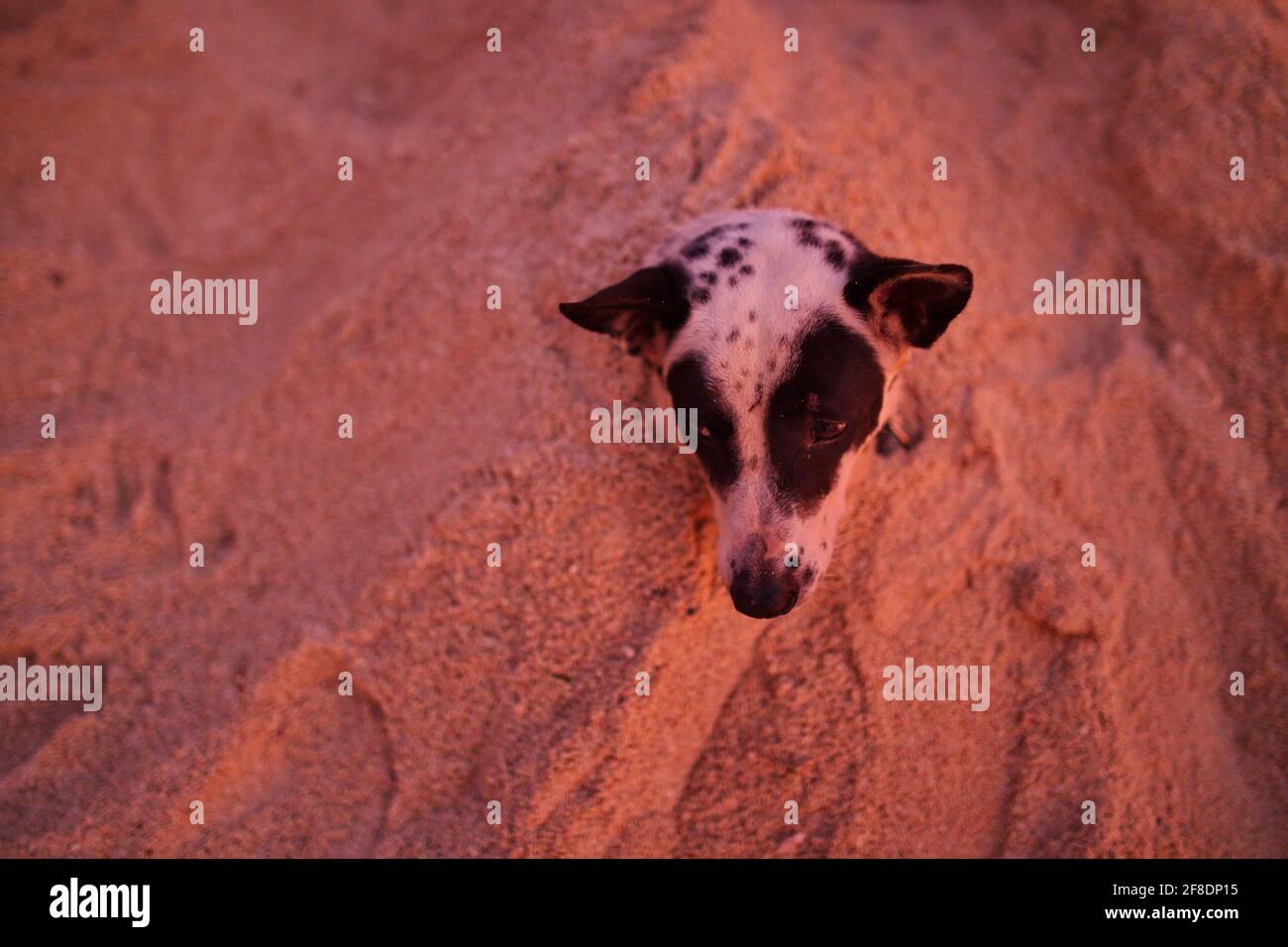 Il cane seppellì la sabbia per rilassarsi al crepuscolo pomeriggio leggero Foto Stock