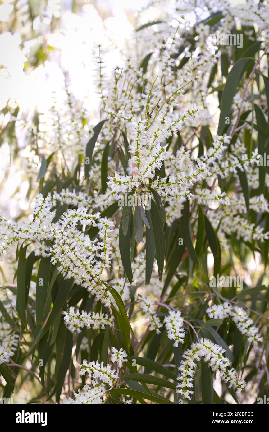 Cajeput (Melaleuca cajuputi) fiore in fiore alla luce del giorno Foto Stock