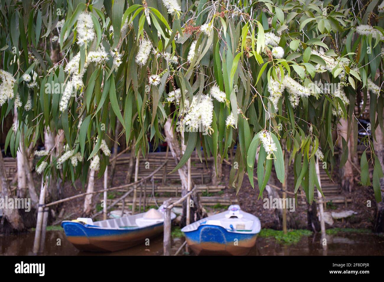 Cajeput (Melaleuca cajuputi) fiore in fiore alla luce del giorno Foto Stock
