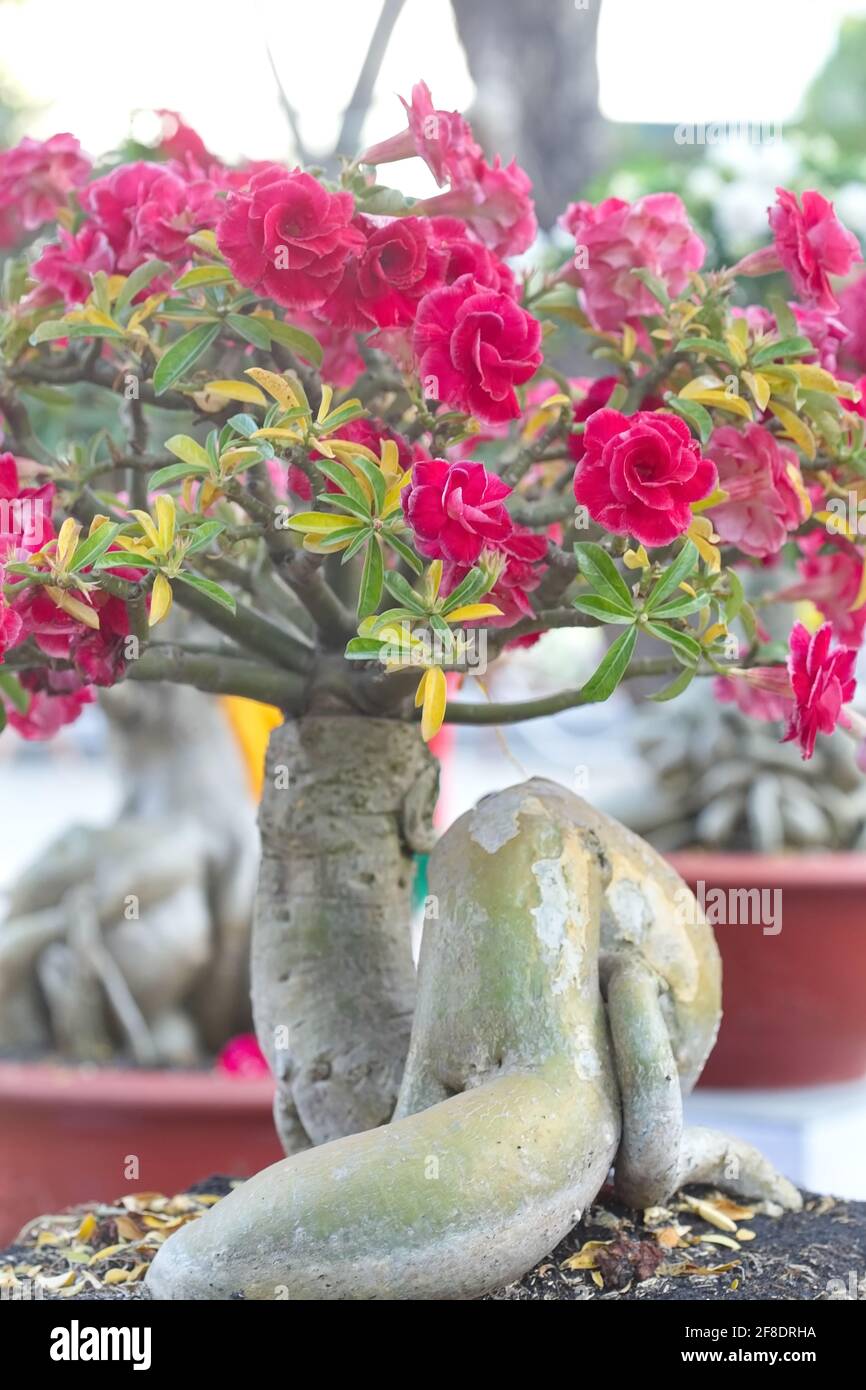 Adenium obesum (stella Sabi) - fiore in fiore alla luce del giorno Foto Stock