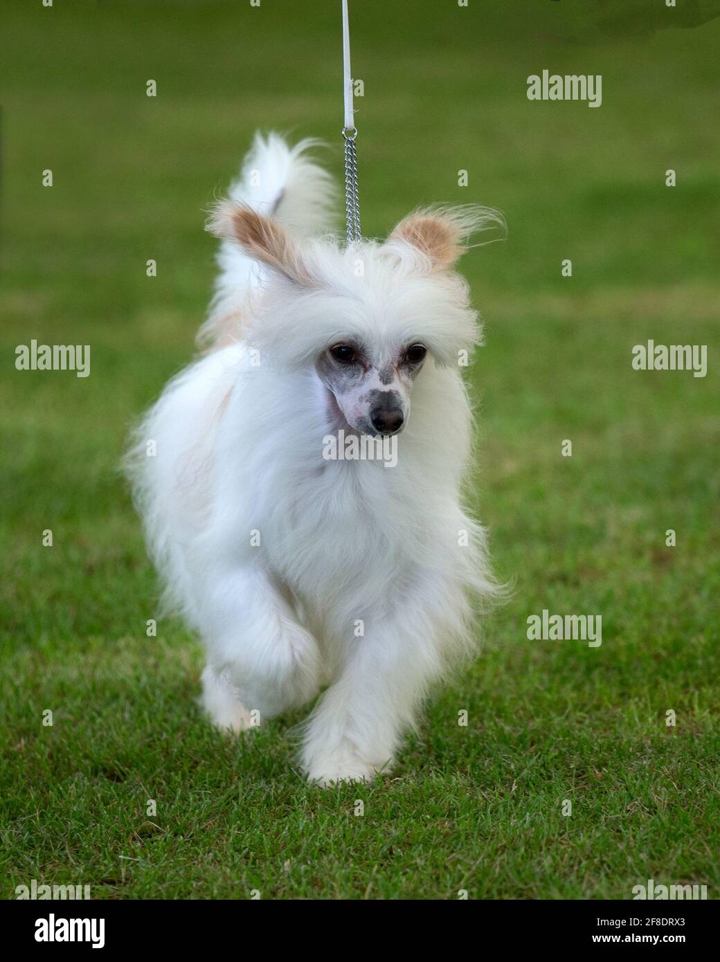 Cinese Puff cane di polvere crestato Foto Stock