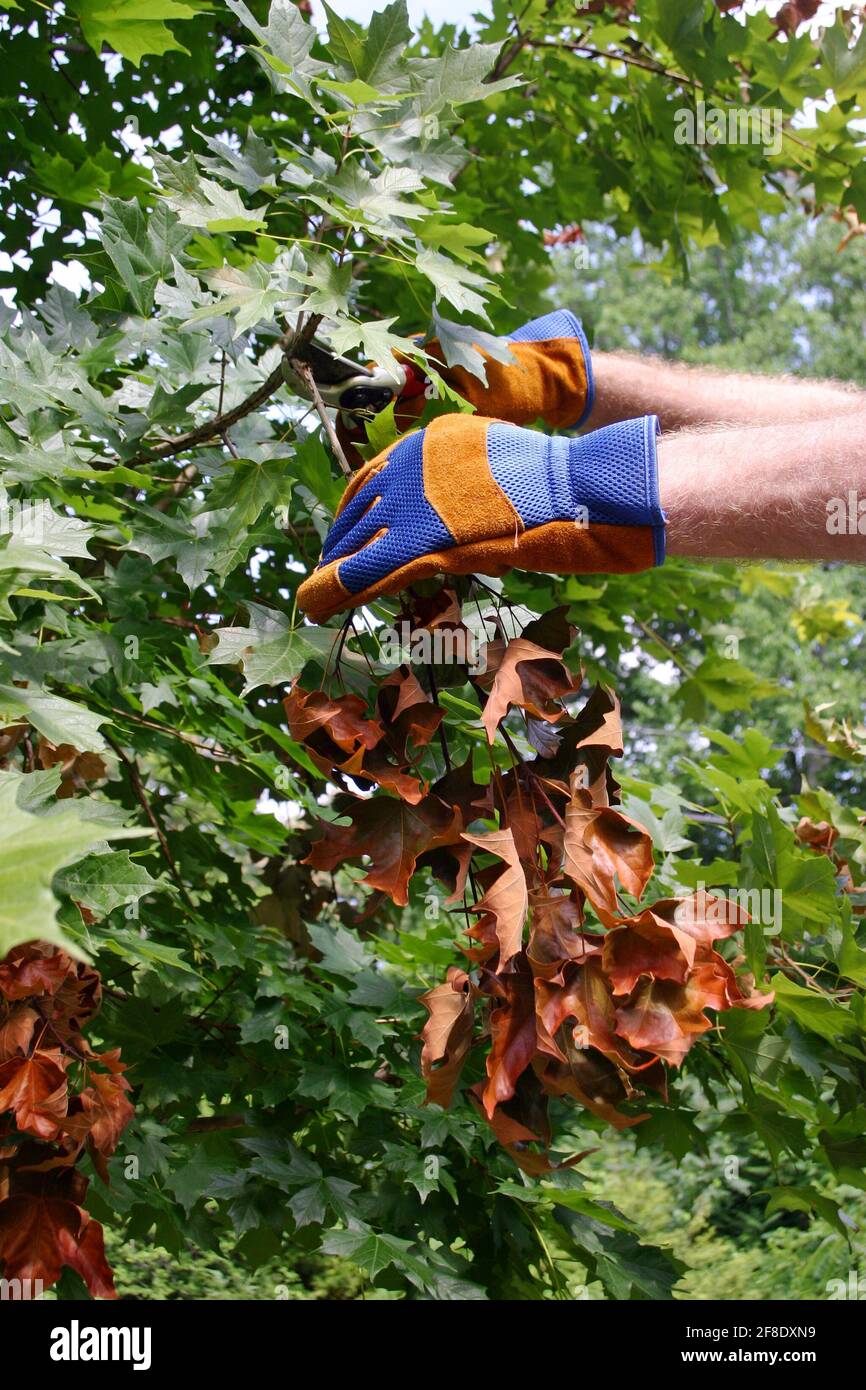 Primo piano delle mani gualciate di un uomo Rimozione di un ramo morto con foglie secche di un albero di acero sano in estate Foto Stock