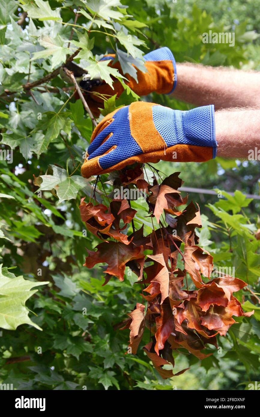 Primo piano delle mani gualciate di un uomo Rimozione di un ramo morto con foglie secche di un albero di acero sano in estate Foto Stock