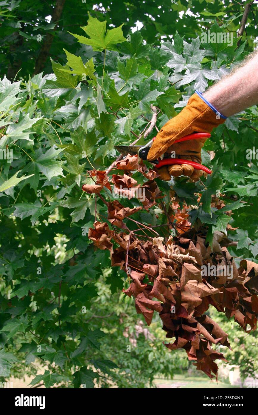 Un braccio dell'uomo e gustato usano le foratrici per tagliare un ramo morto con foglie secche di un acero lussureggiante albero in estate Foto Stock