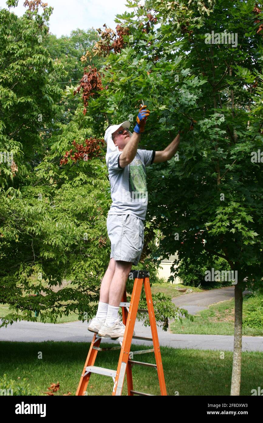 Un uomo si alza su una scala bassa e si alza potare rami morti da un albero di acero lussureggiante in estate Foto Stock