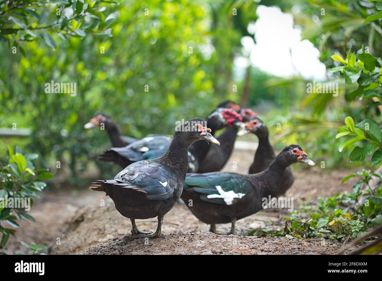 Anatre nere nella fattoria di campagna Foto Stock