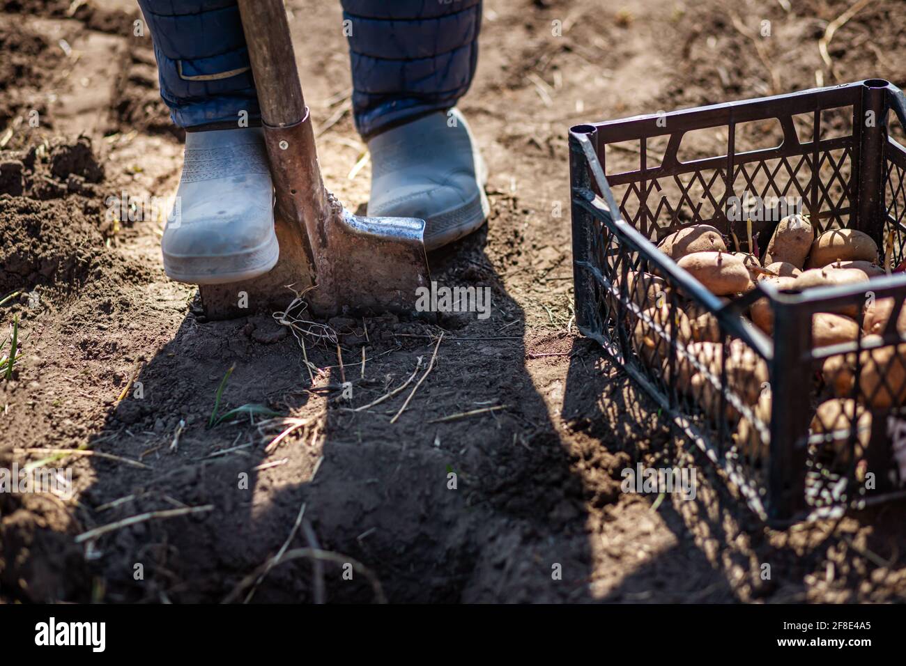 stivale uomo contadino su spade preparare per scavando. scatola di patate per piantare. Potatoe germogliato con gli occhi, il buco oculare, germoglio comparso. Chitting Solanum tubero Foto Stock
