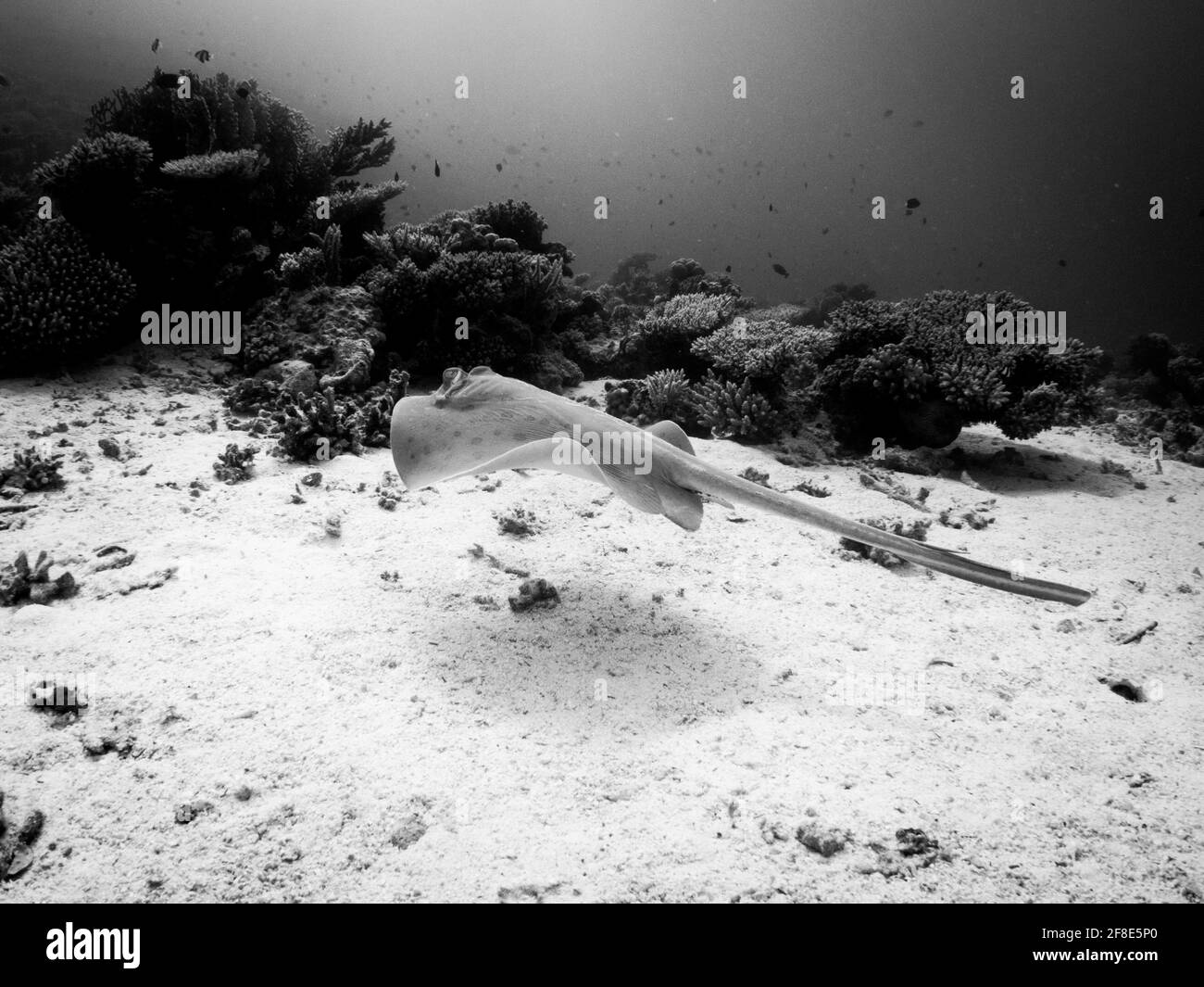 Immagine in scala di grigi di una stingray che nuota sott'acqua Foto Stock