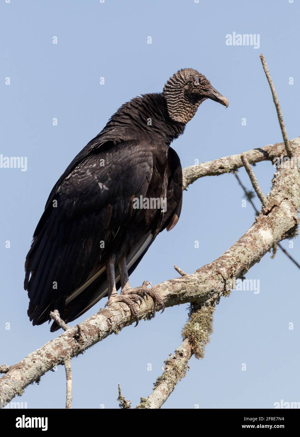 Avvoltoio nero (Coragyps atratus) che perching in un albero, Brazos Bend state Park, Texas, Stati Uniti. Foto Stock
