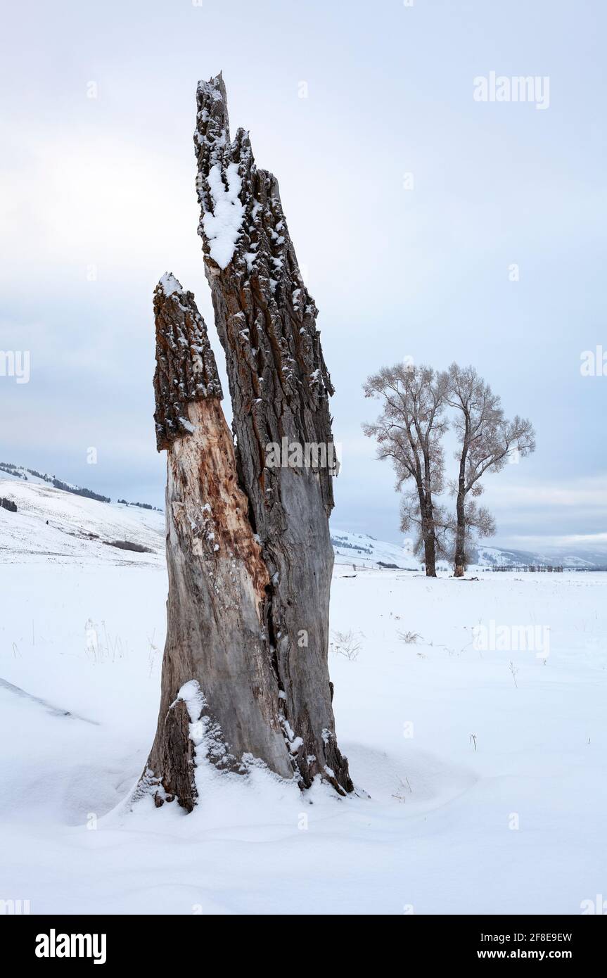 WY04646-00...WYOMING - alberi di Cottonwood lungo la Lamar Valley nel Parco Nazionale di Yellowstone. Foto Stock