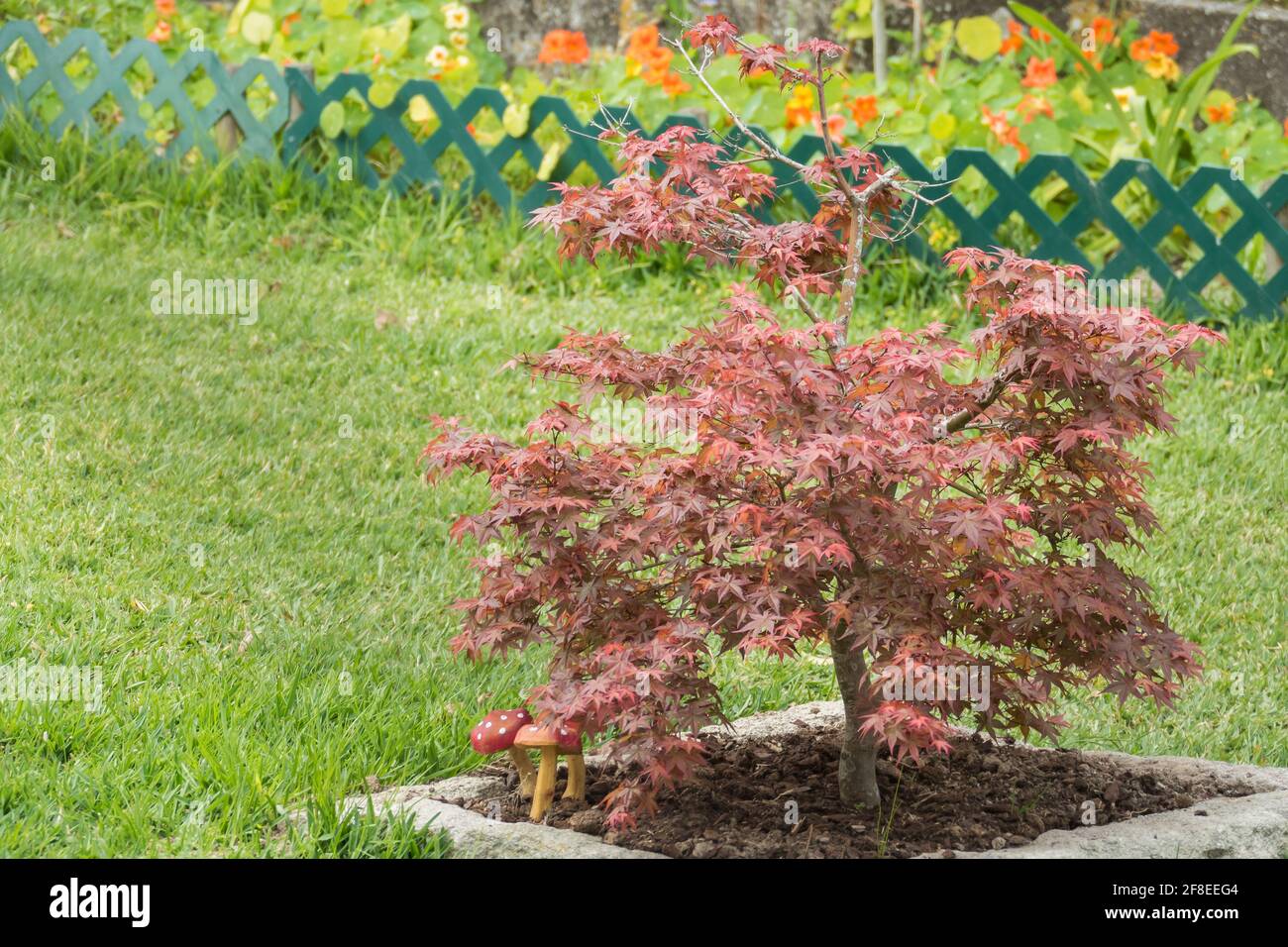 piccolo acero rosso in un giardino in primavera acer palmatum Foto Stock