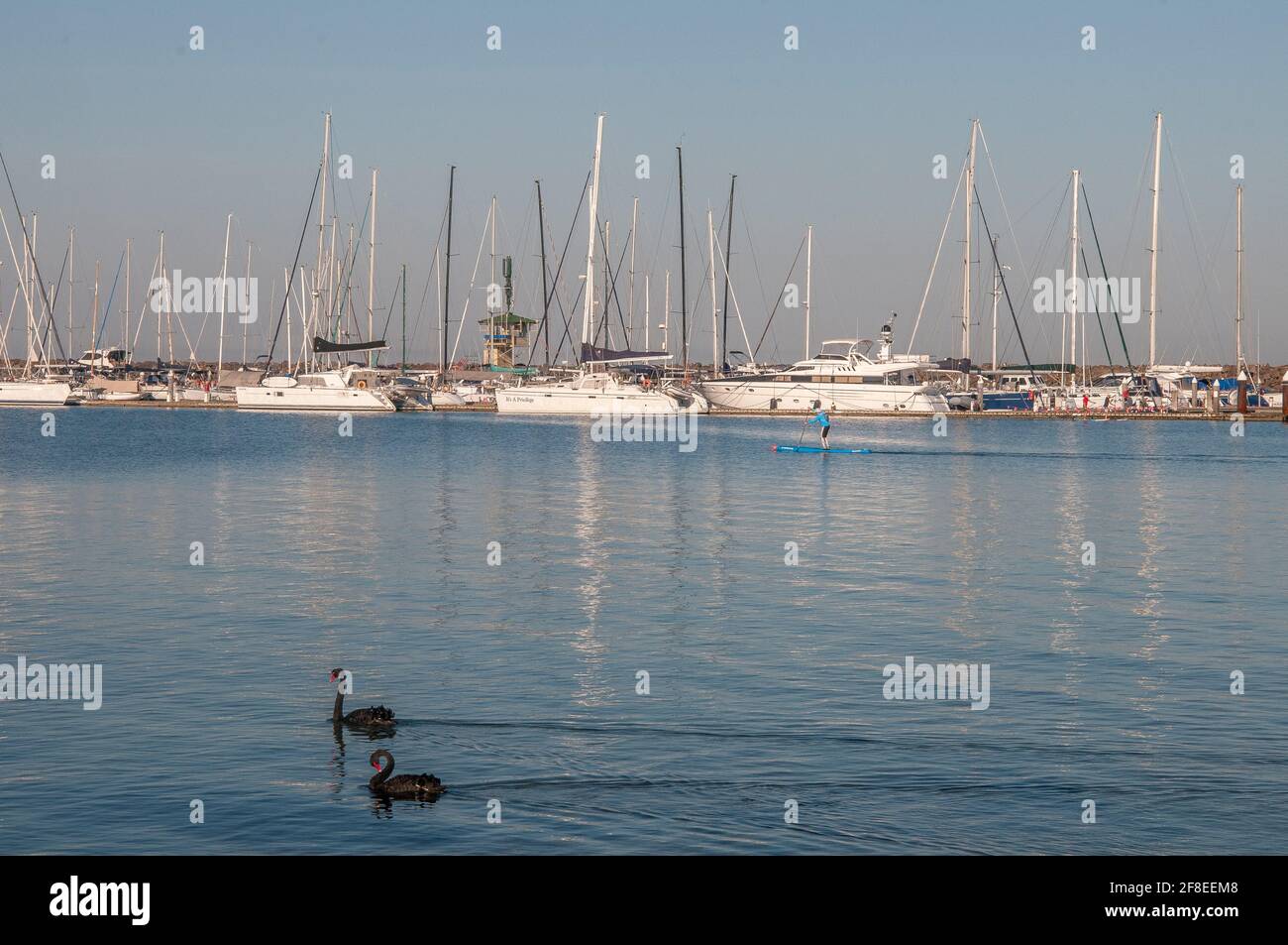 Brighton Marina vista dalla spiaggia di Brighton a piedi di cani a Port Phillip Bay, Melbourne, Australia. I cigni neri stanno navigando nelle vicinanze. Foto Stock
