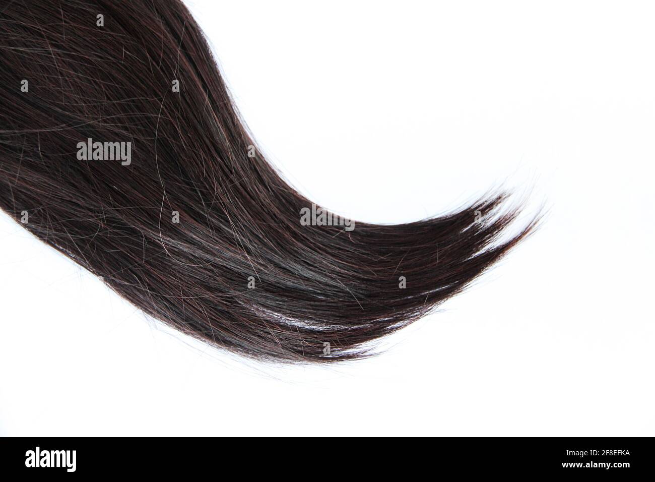 Capelli neri isolati su sfondo bianco. Prolunga per capelli Brunette Natural su sfondo bianco Foto Stock