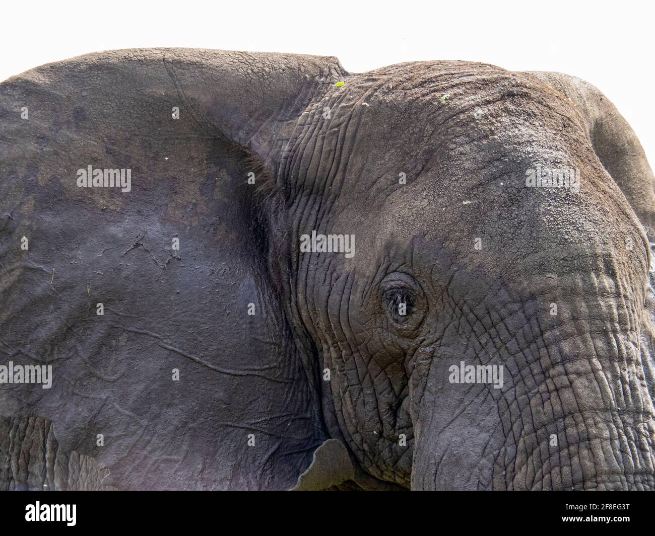 Parco Nazionale Serengeti, Tanzania, Africa - 29 febbraio 2020: Primo piano della faccia dell'Elefante Africano con le zecche Foto Stock