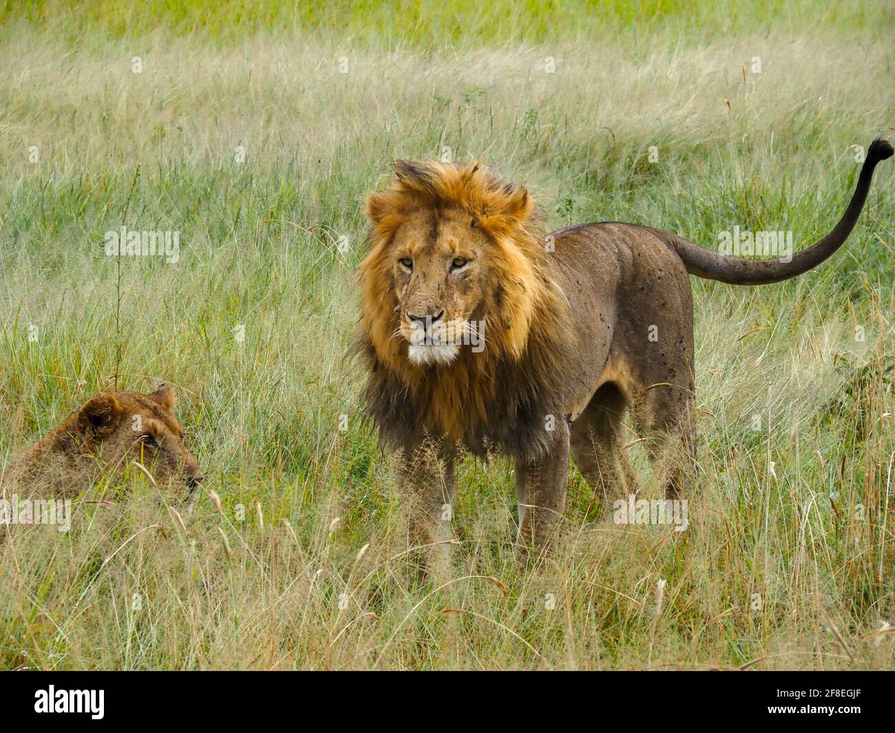 Parco Nazionale di Serengeti, Tanzania, Africa - 29 febbraio 2020: Leone maschile tra la Savannah durante la stagione di accoppiamento nel Parco Nazionale di Serengeti Foto Stock