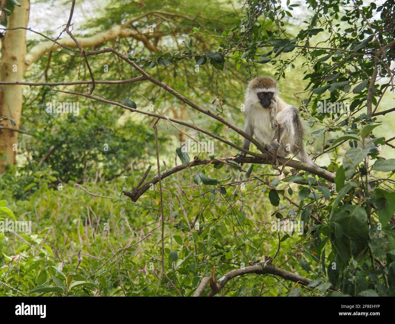 Scimmia Vervet arroccata su un albero, Parco Nazionale del Lago Nakuru, Kenya, Africa Foto Stock