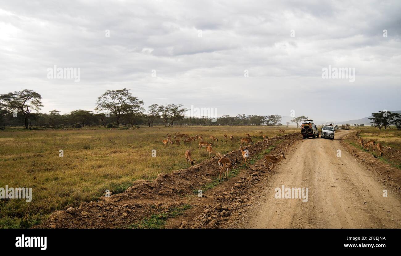 Impala che vagano intorno al Parco Nazionale del Lago Nakuru, Kenya, Africa Foto Stock