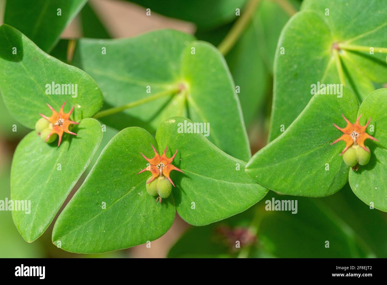 Lo spurge di Siebold (Euphorbia sieboldiana), Isehara City, Prefettura di Kanagawa, Giappone Foto Stock