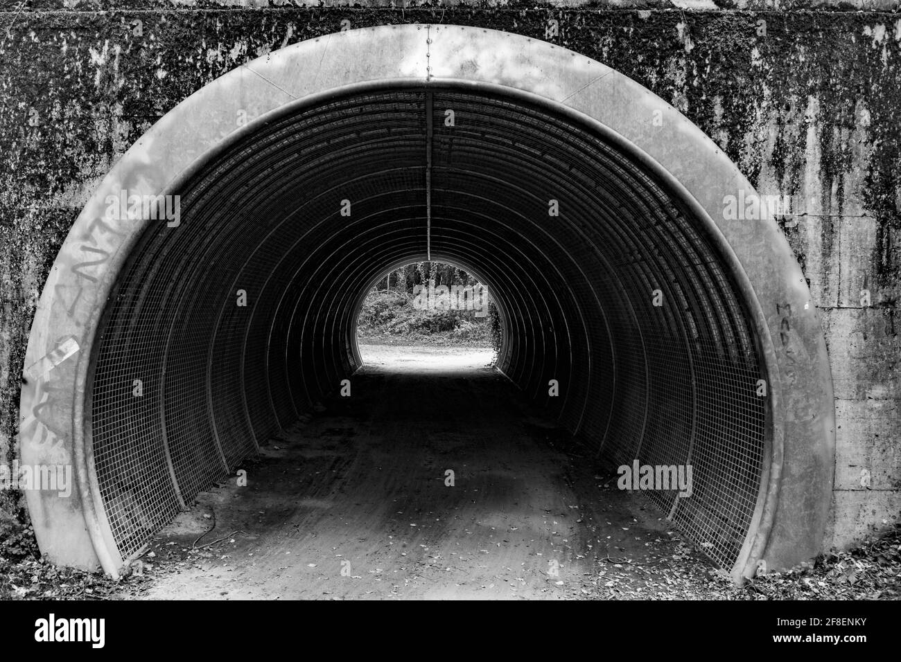 Immagine in scala di grigi di un tunnel stretto che conduce a una foresta Foto Stock