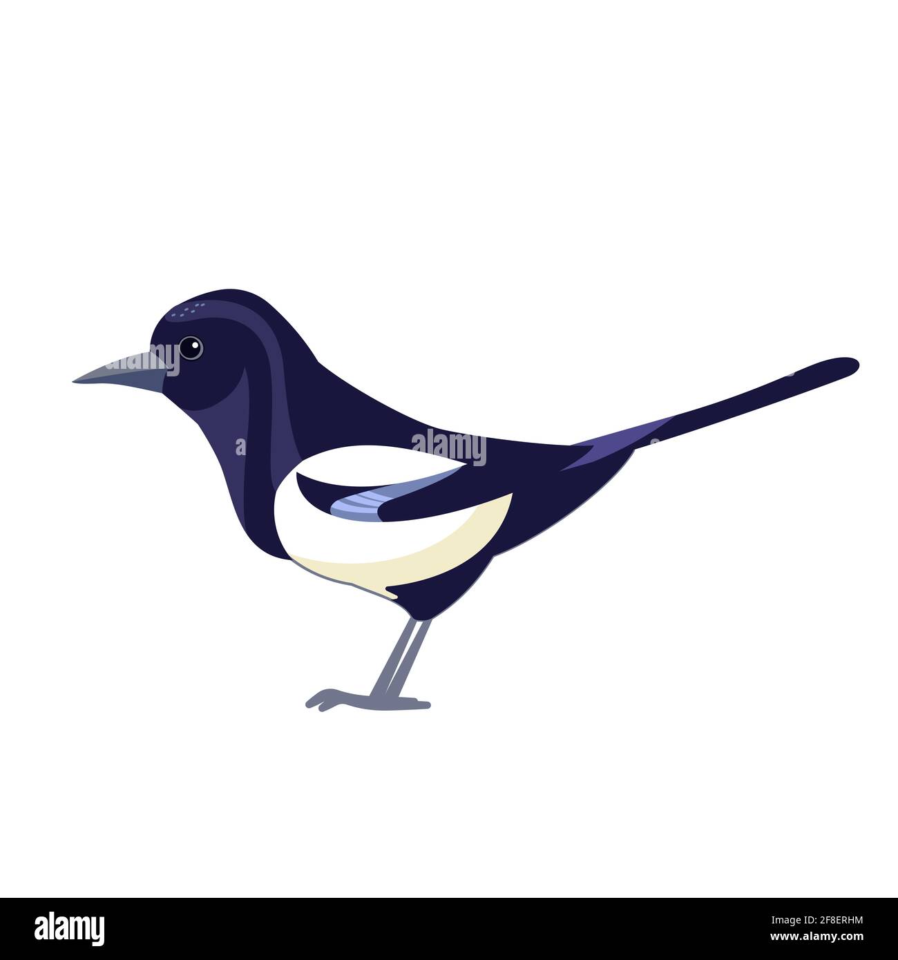 Magpie. Nero bianco corvo uccello. Illustrazione vettoriale piatta di cartoni animati isolata su sfondo bianco. Magpie eurasiatico bellissimo personaggio di ornitologia, Pica Illustrazione Vettoriale