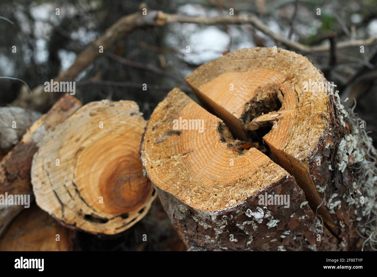 Taglio di grumi di albero a metà. Corteccia dell'albero con flusso bianco che cresce intorno ad esso. Foto Stock