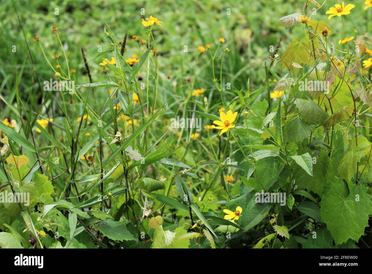 Piccolo Heliopsis helianthoides fiore giallo noto anche come falso girasole in un giardino all'aperto Foto Stock