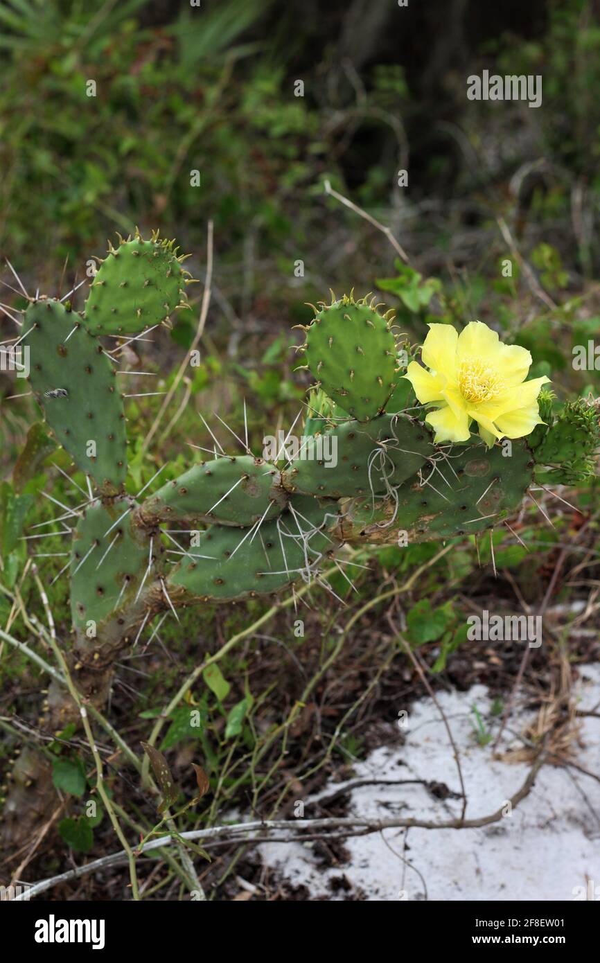 Un singolo Prickly Pear orientale, genere che è Opuntia humifusa conosciuto anche come lingua del diavolo o fico indiano. Fiori di pera di prickly gialli. Foto Stock