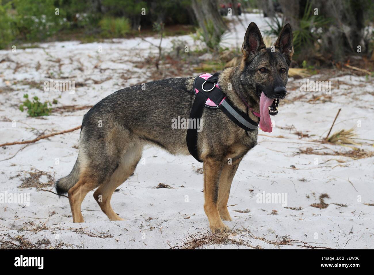 Profilo di un bel cane adulto tedesco in purebred Shepard in piedi fuori sulla sabbia con un collare pieno. Foto Stock