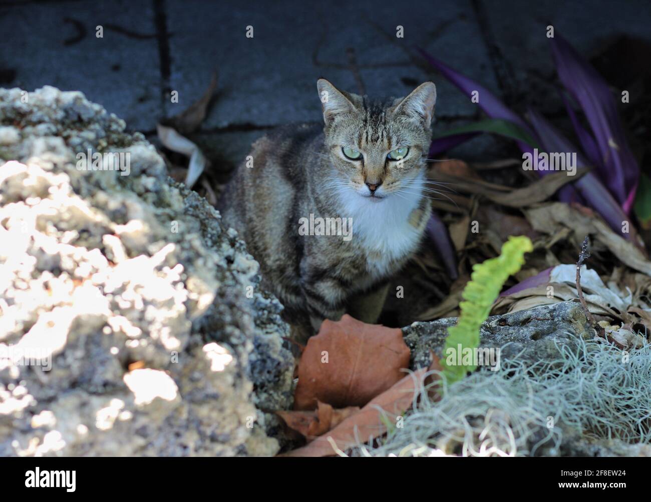 Arrabbiato gatto tabby starring alla macchina fotografica, all'aperto. Foto Stock