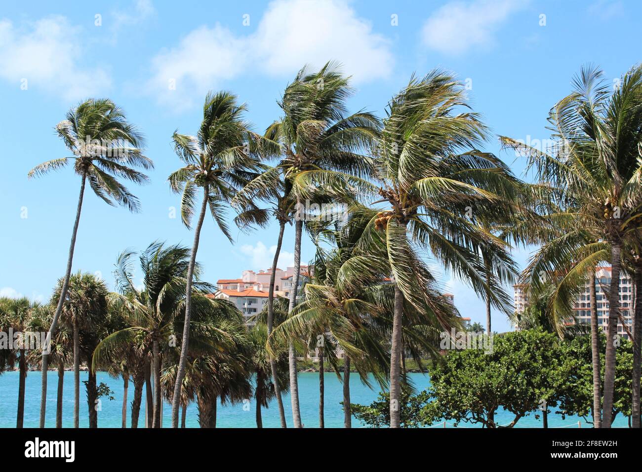 Spiaggia tropicale con palme paradiso. Concetto di spiaggia, natura, mare, estate e tempo libero. Foto Stock
