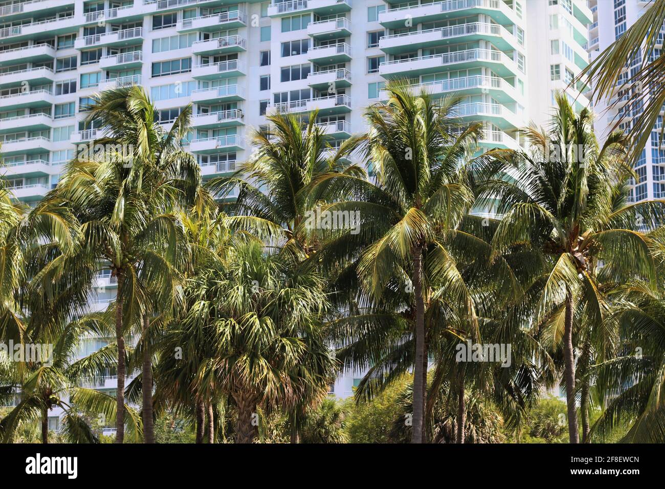 Grande fila di palme conigliate insieme di fronte ad un condominio di appartamenti. Ambiente tropicale a Miami Beach, Florida. Punta sud Foto Stock