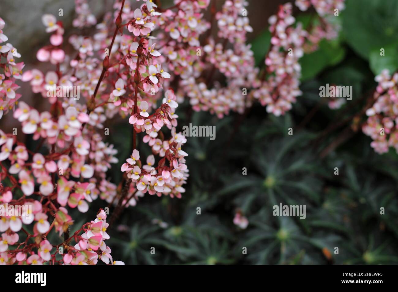 Primo piano di fiori di begonia rosa e rossa, una specie di Begonias. I fiori stanno crescendo in un giardino. Foto con sfondo sfocato. Foto Stock