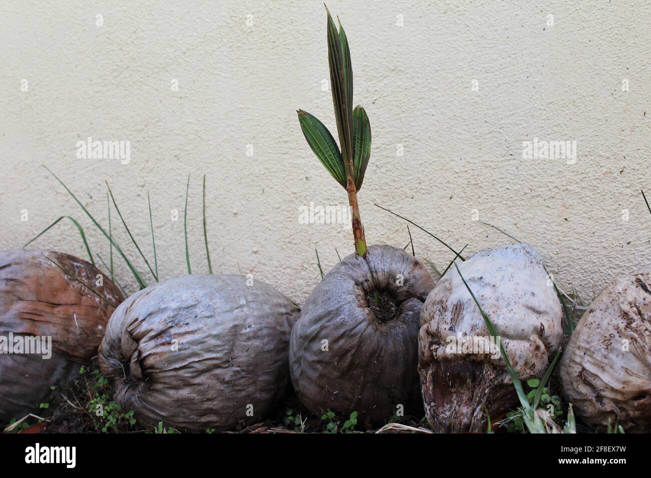 Germoglio di un albero di cocco che esce da una noce di cocco secca, all'aperto atmosfera tropicale Foto Stock