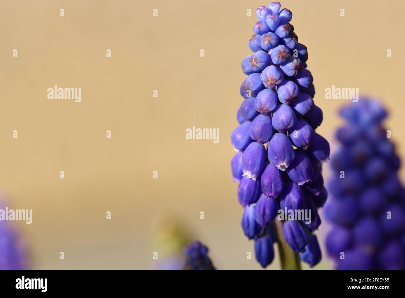 primo piano di fiori di giacinto d'uva in fiore Foto Stock