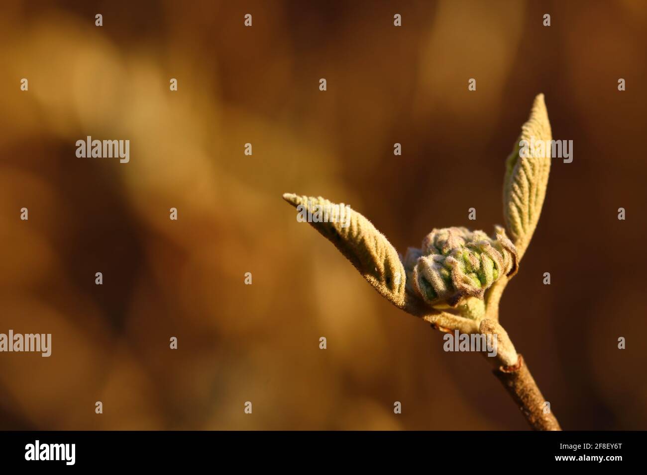 chiusura di giovani sparare in primavera Foto Stock