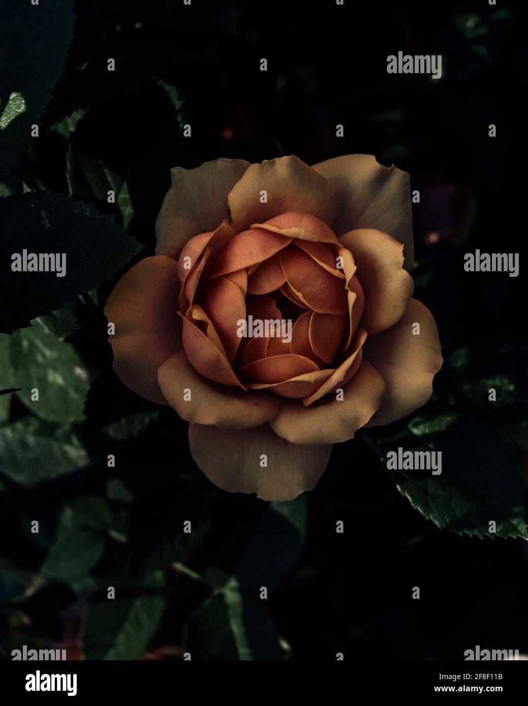 In primavera fiorisce una rosa con luce scarsa Foto Stock