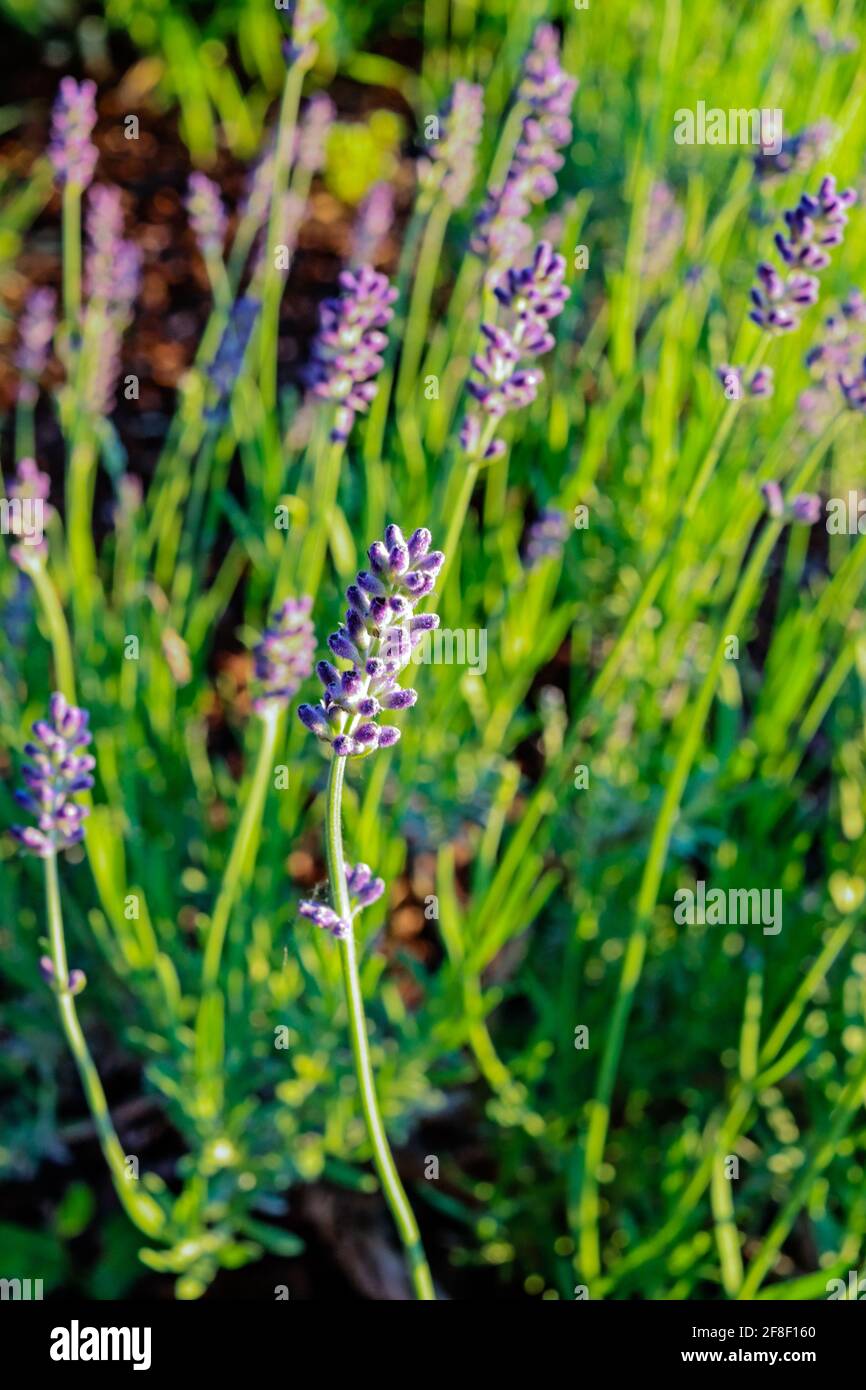 Viola Lavanda fiorire in giardino Foto Stock