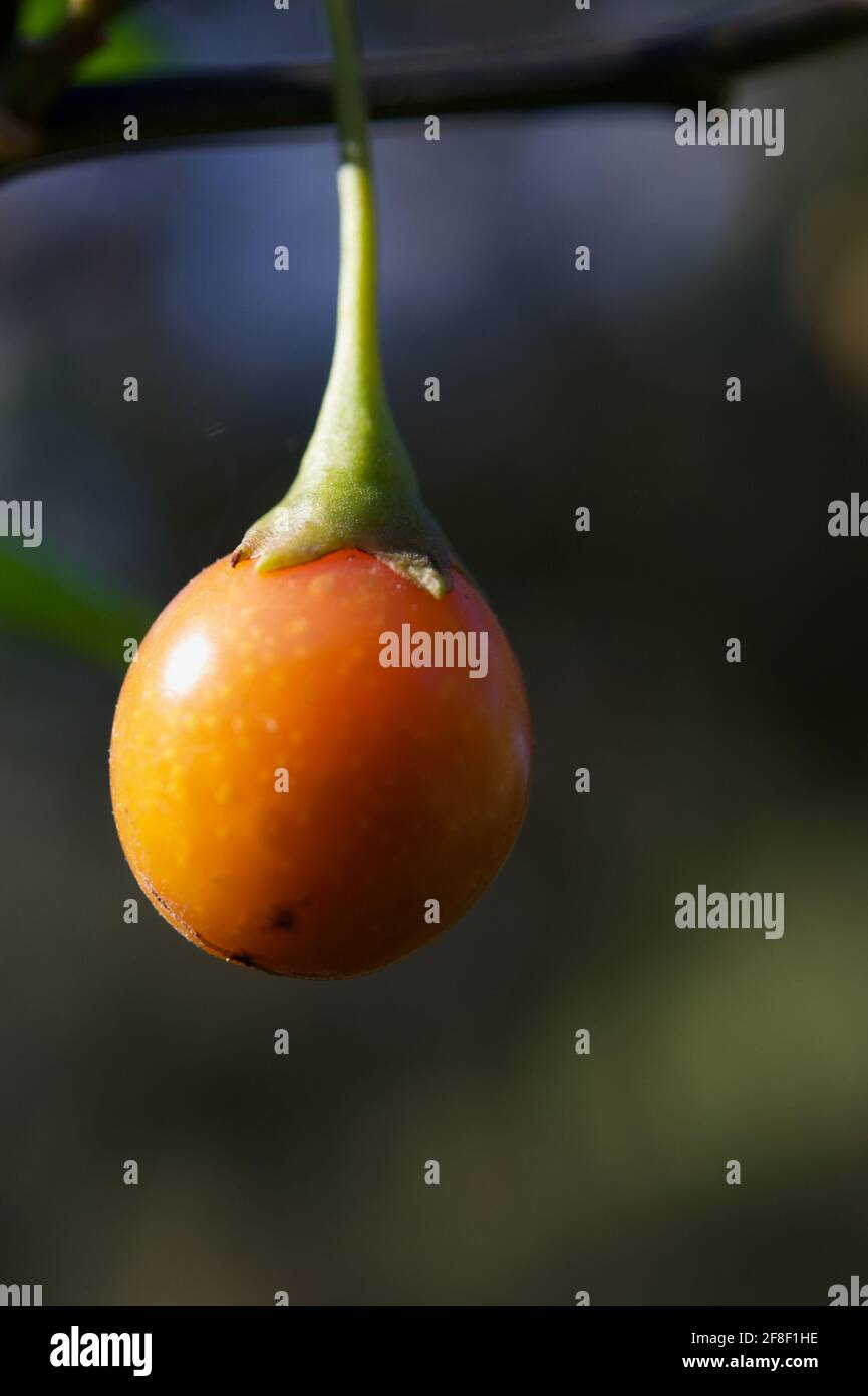 Kangaroo Apple (Solanum) frutta - dopo i fiori viola graziosi, questi frutti appaiono. Si afferma che sono commestibili, ma non sono stato gioco da provare! Foto Stock