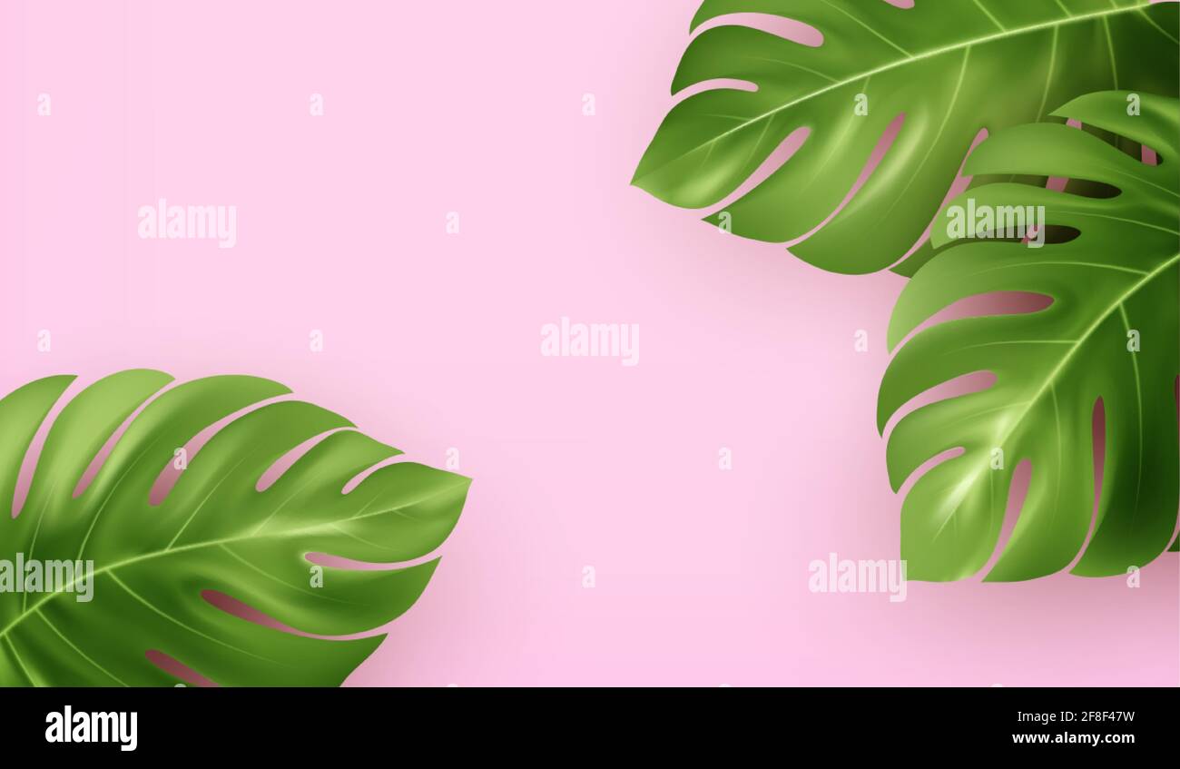 Sfondo estivo rosa brillante con foglie di monstera tropicali realistiche. Sfondo per la pubblicità opuscolo, banner, volantino. Illustrazione vettoriale Illustrazione Vettoriale