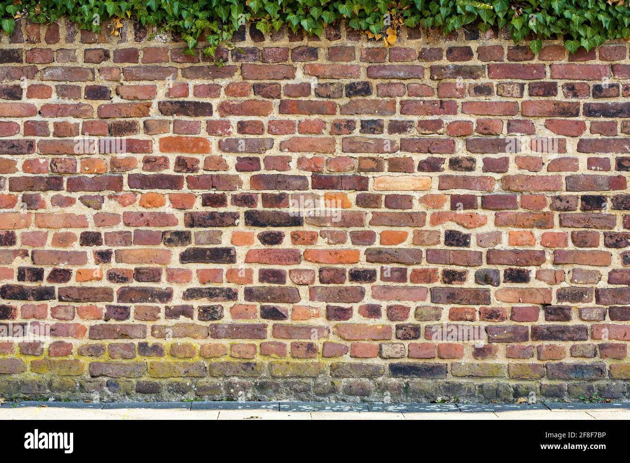 Un muro di mattoni rossi con una certa umidità nel parte inferiore e edera sulla parte superiore Foto Stock
