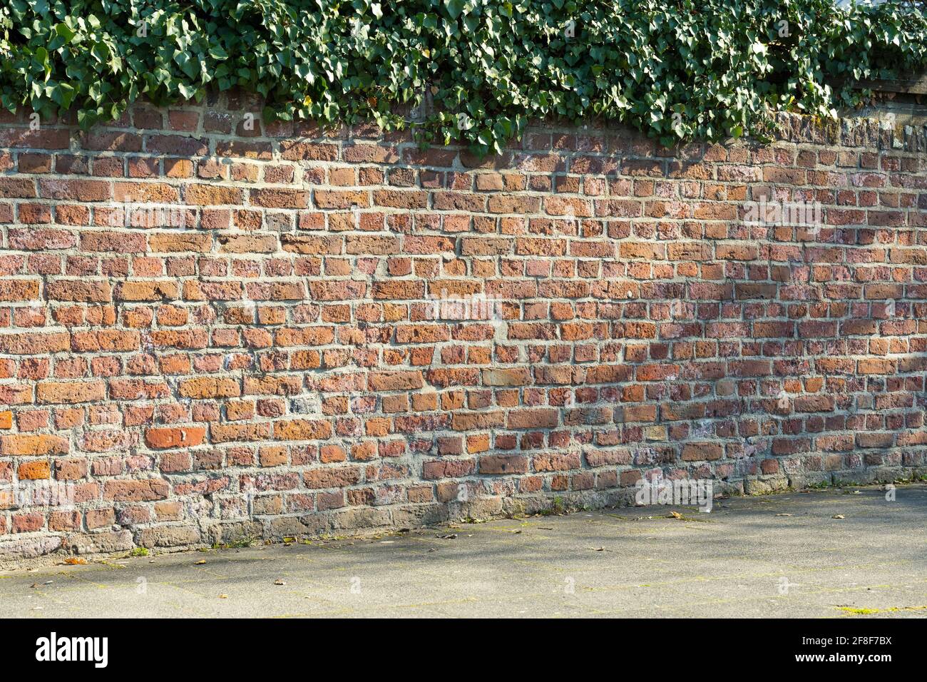 Una parete di mattoni rossi in luce solare con piacevoli ombre e edera sulla parte superiore. Foto Stock